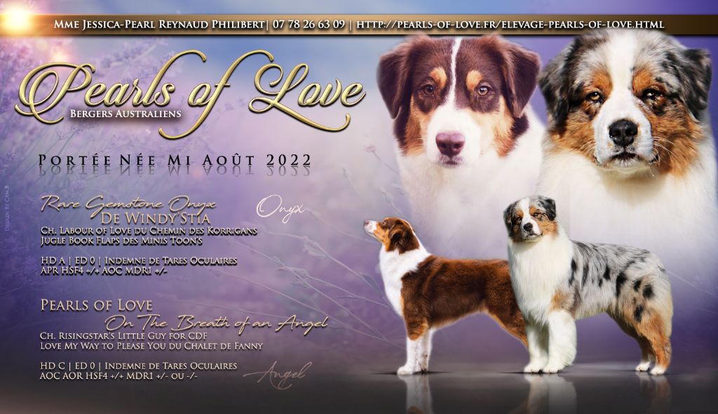 chiot Berger Australien Pearls of Love