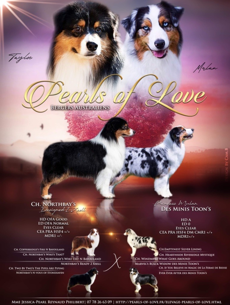 chiot Berger Australien Pearls of Love