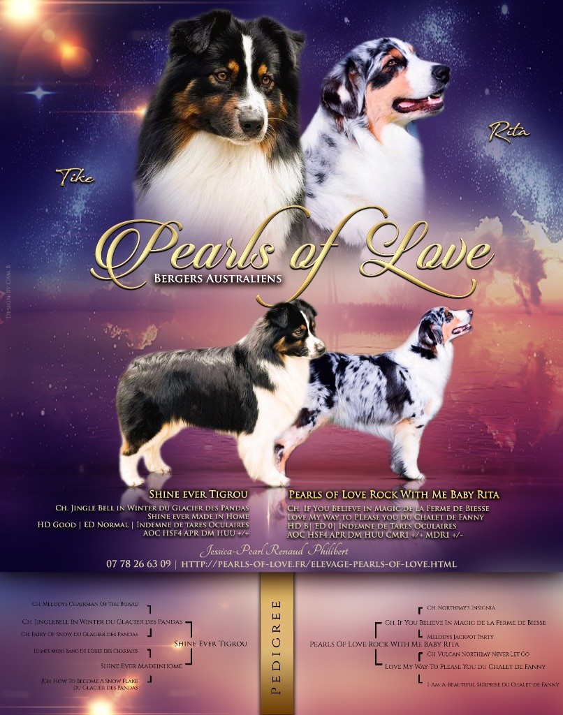 chiot Berger Australien Pearls of Love