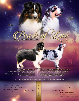 Pearls of Love - Berger Australien - Portée née le 26/07/2024