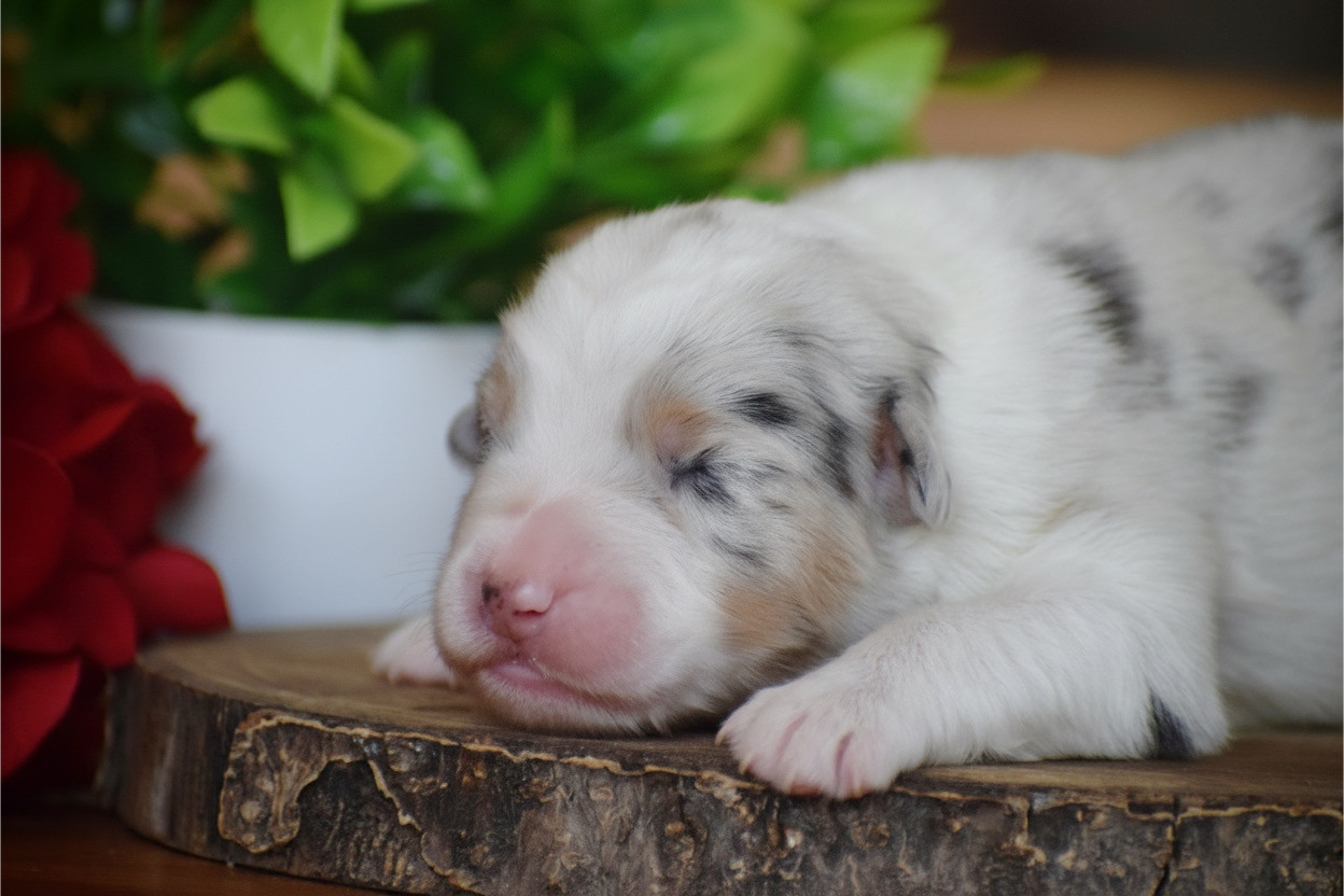 Pearls of Love - Chiots disponibles - Berger Australien