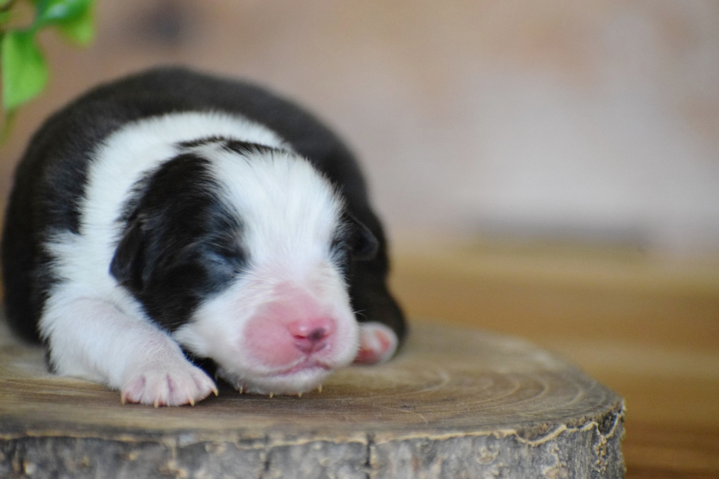 Pearls of Love - Chiots disponibles - Berger Australien