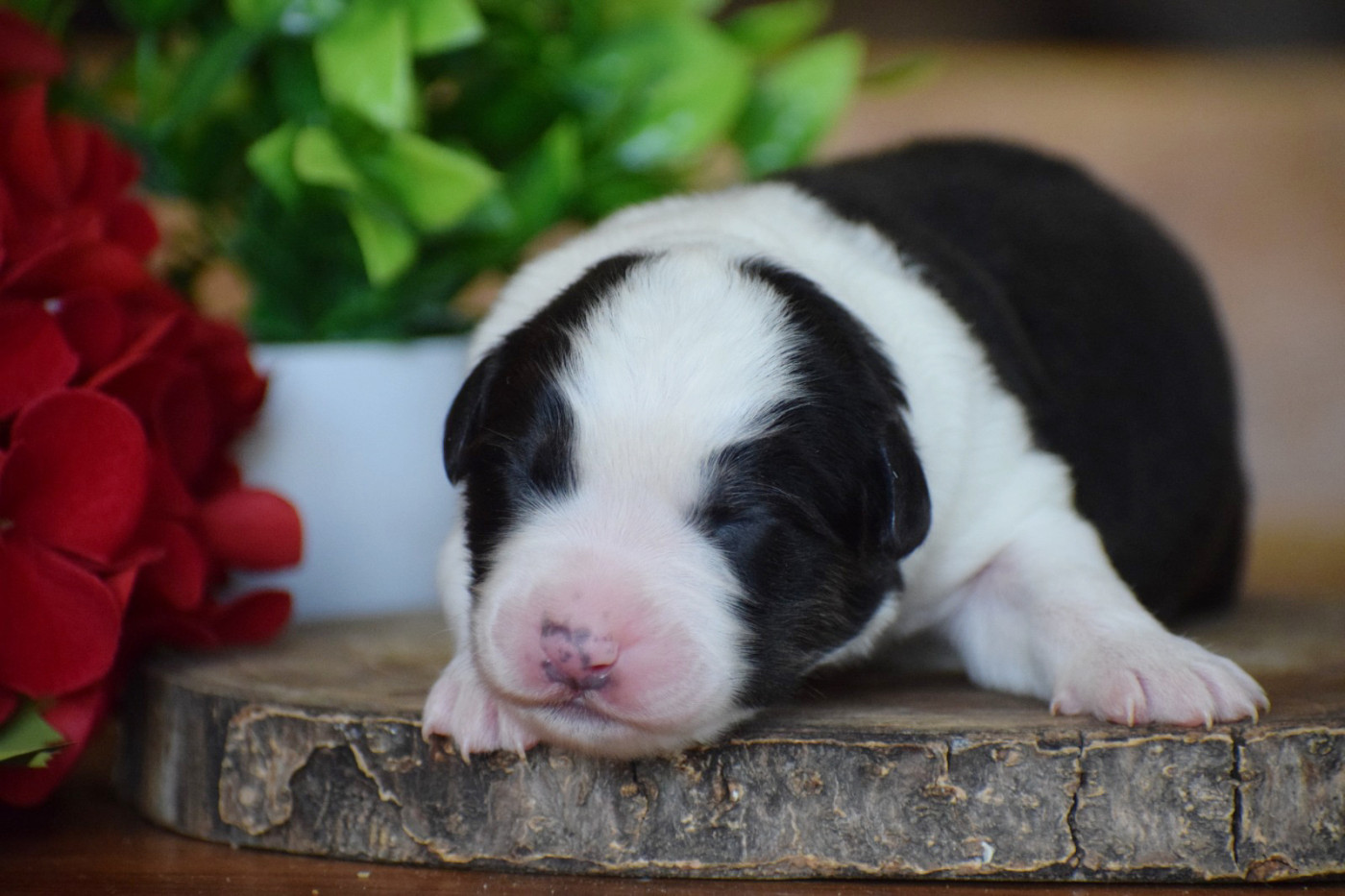Pearls of Love - Chiots disponibles - Berger Australien