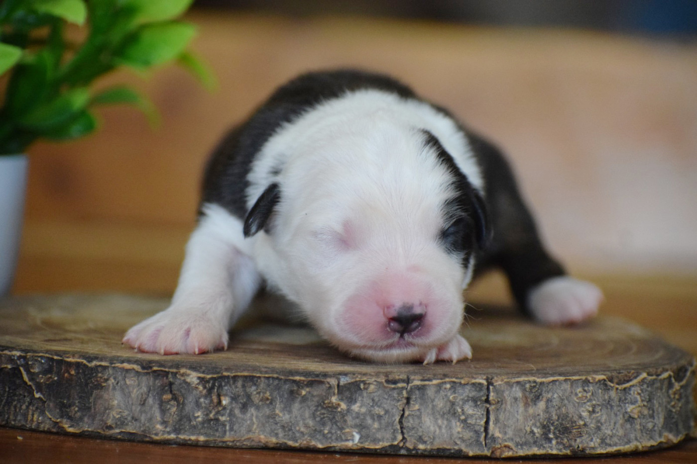 Pearls of Love - Chiots disponibles - Berger Australien