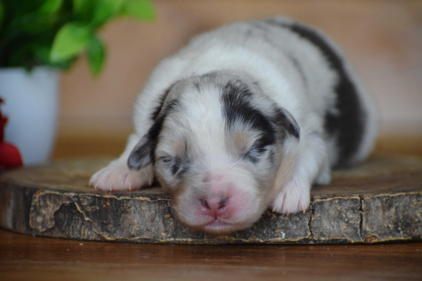 Pearls of Love - Chiots disponibles - Berger Australien