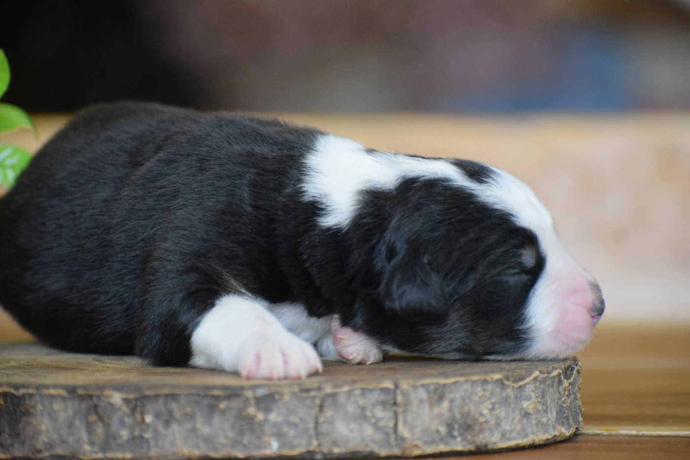 Pearls of Love - Chiots disponibles - Berger Australien