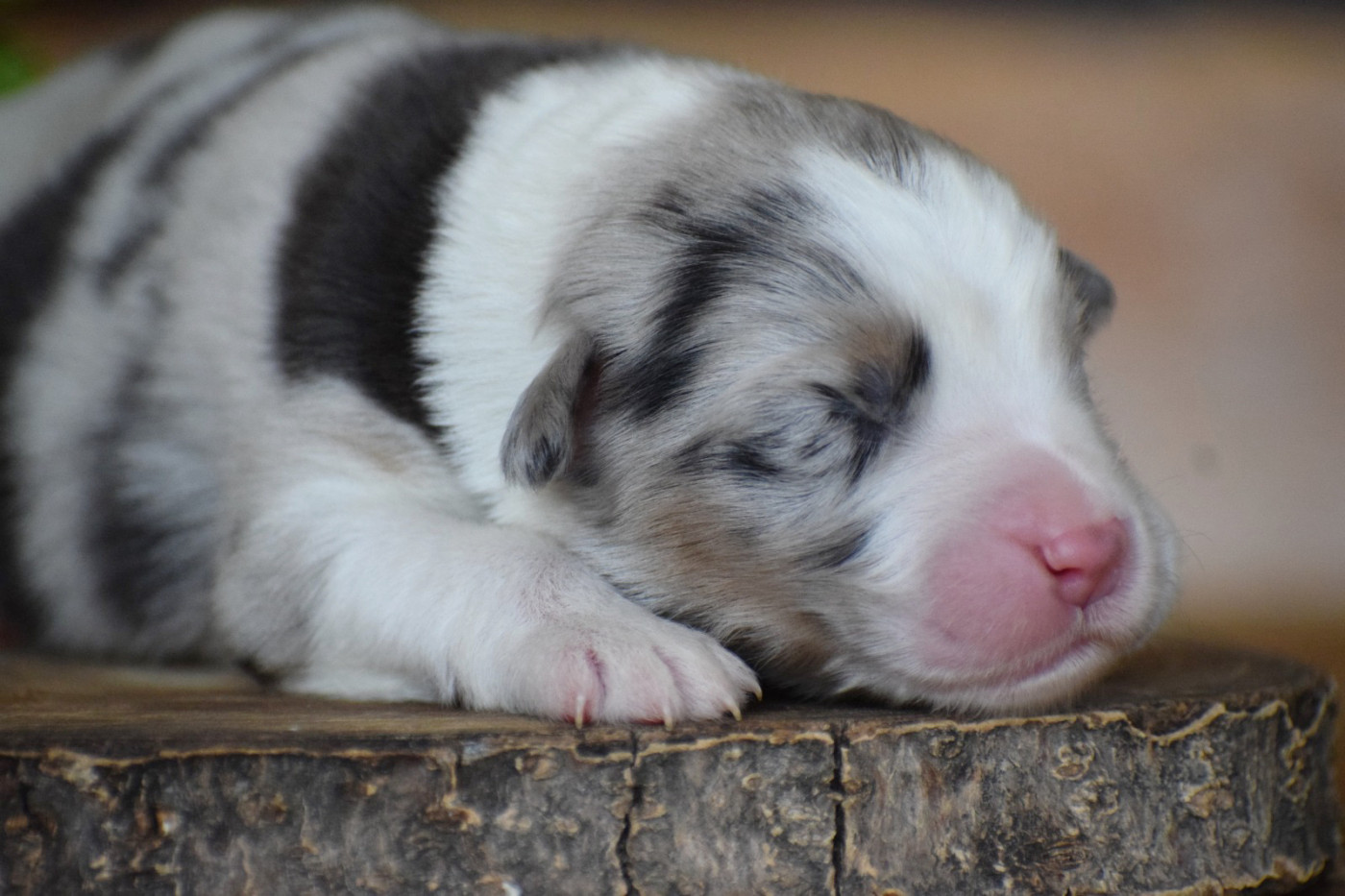 Pearls of Love - Chiots disponibles - Berger Australien