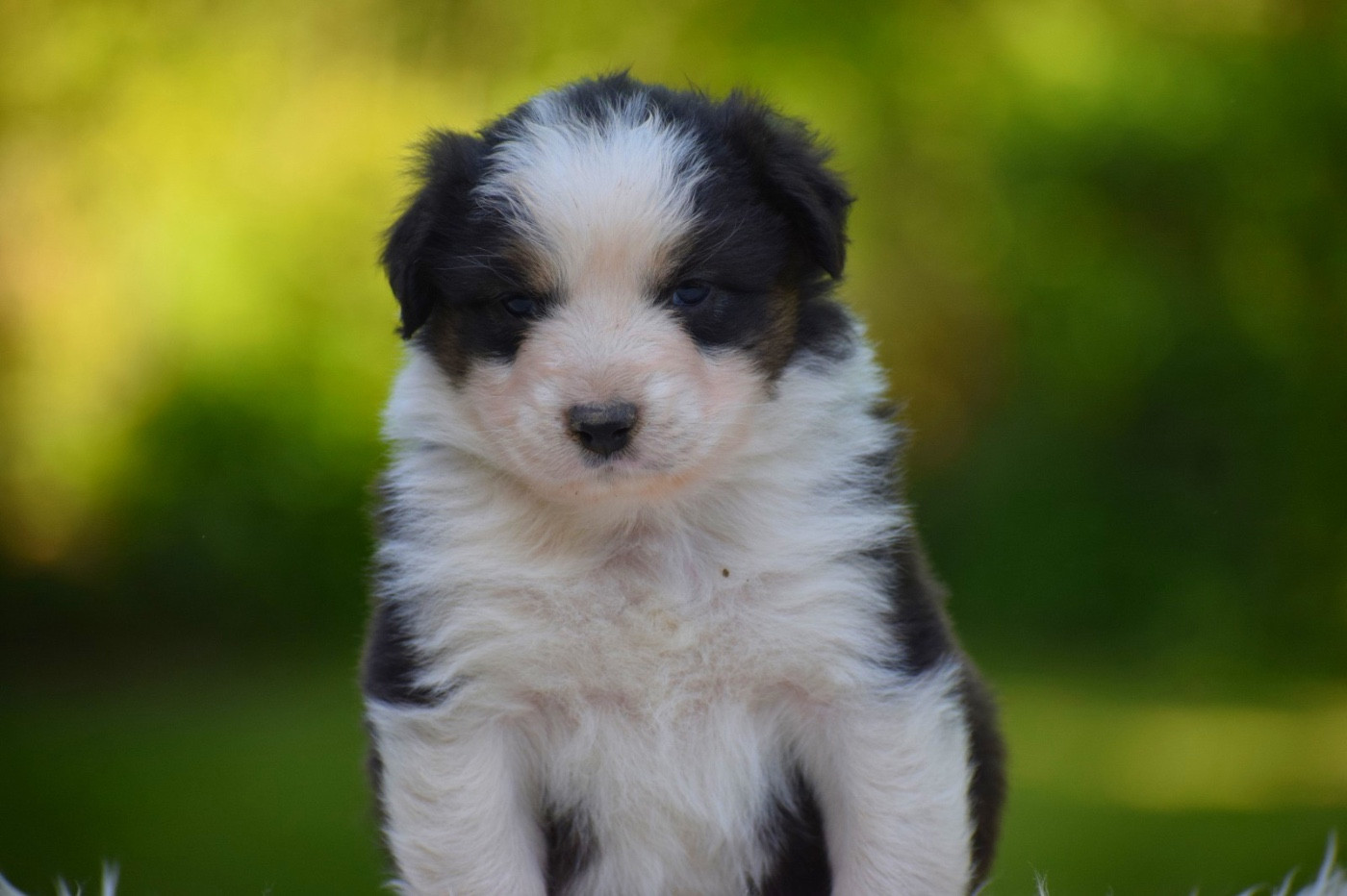 Pearls of Love - Chiots disponibles - Berger Australien