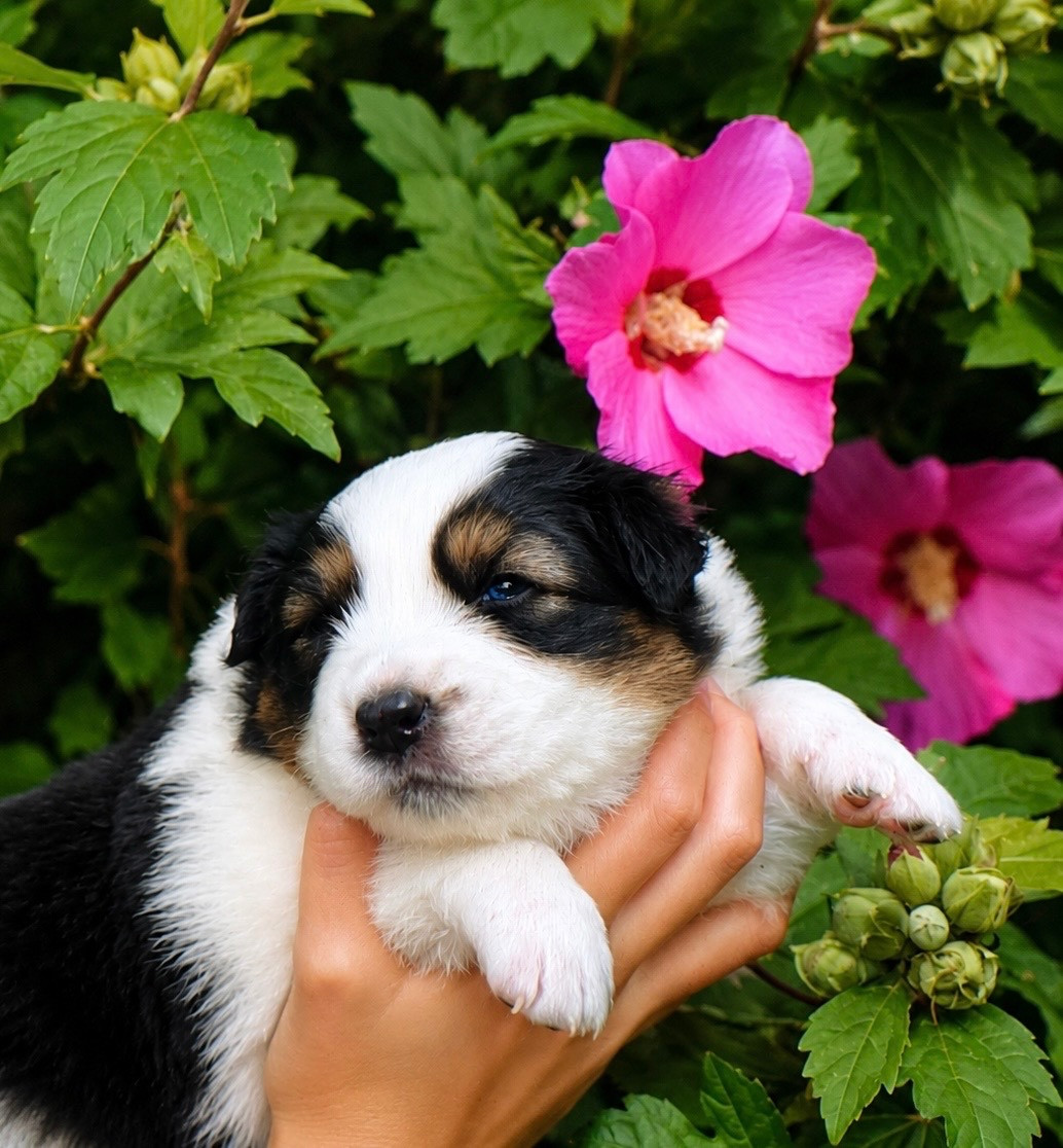 Pearls of Love - Chiots disponibles - Berger Australien