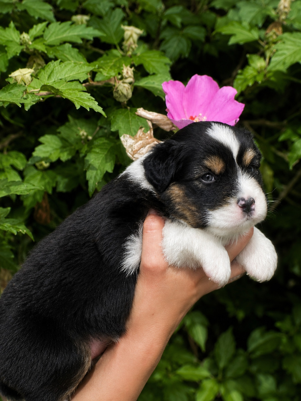 Pearls of Love - Chiots disponibles - Berger Australien