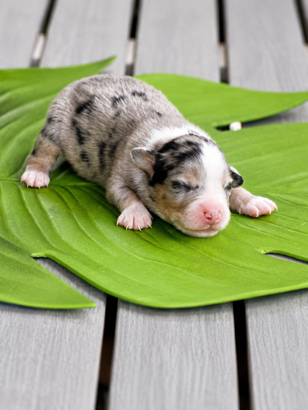 Pearls of Love - Chiots disponibles - Berger Américain Miniature 