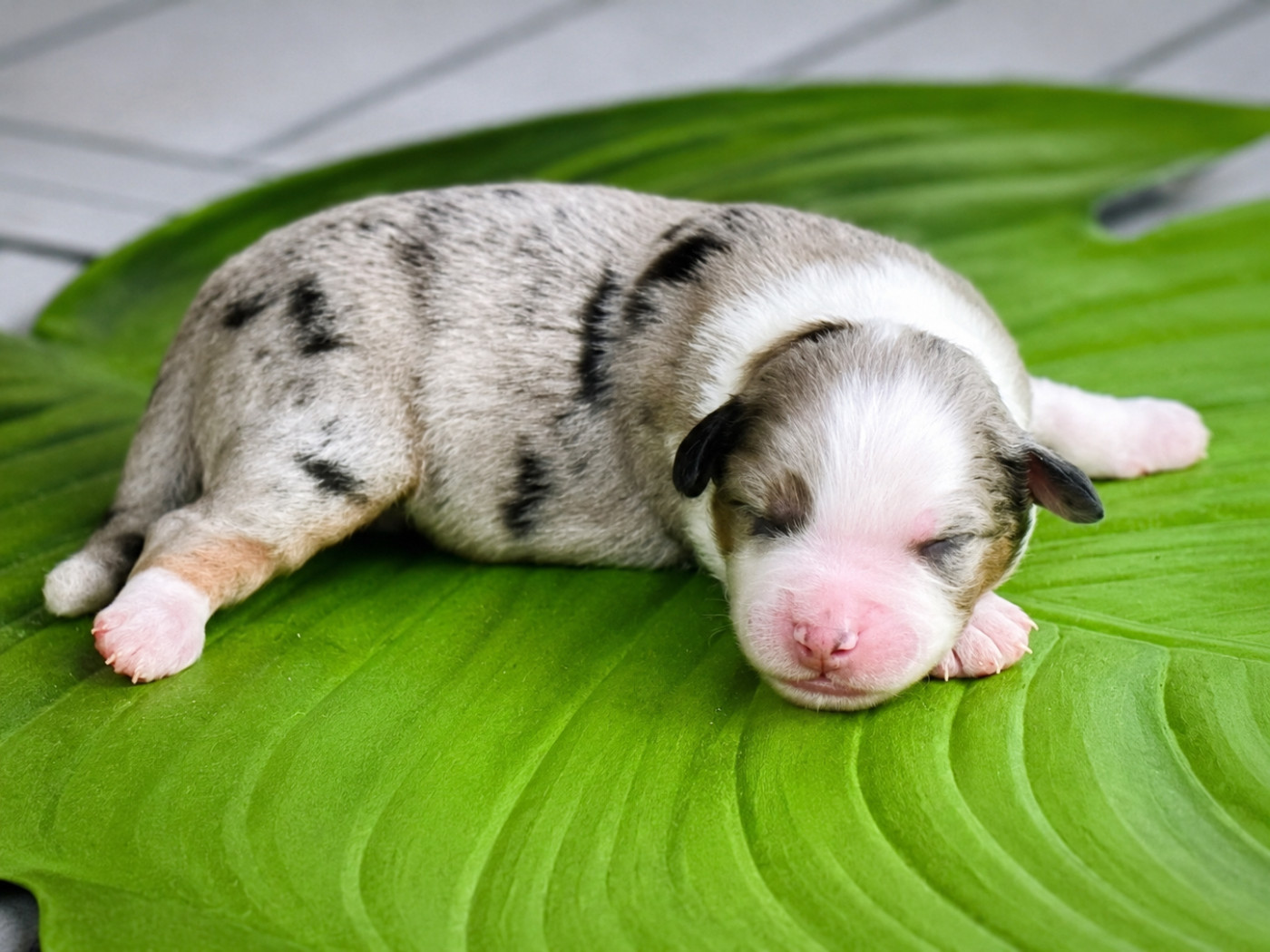 Pearls of Love - Chiots disponibles - Berger Américain Miniature 