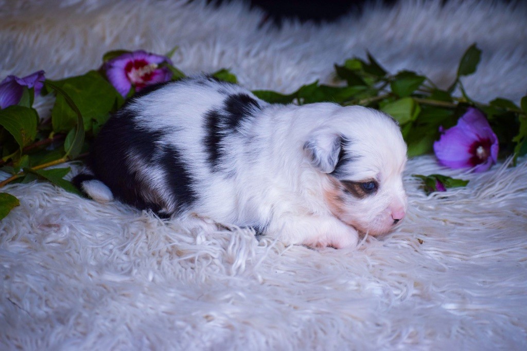 Pearls of Love - Chiots disponibles - Berger Américain Miniature 