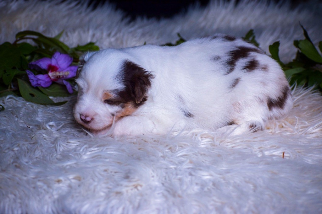 Pearls of Love - Chiots disponibles - Berger Américain Miniature 
