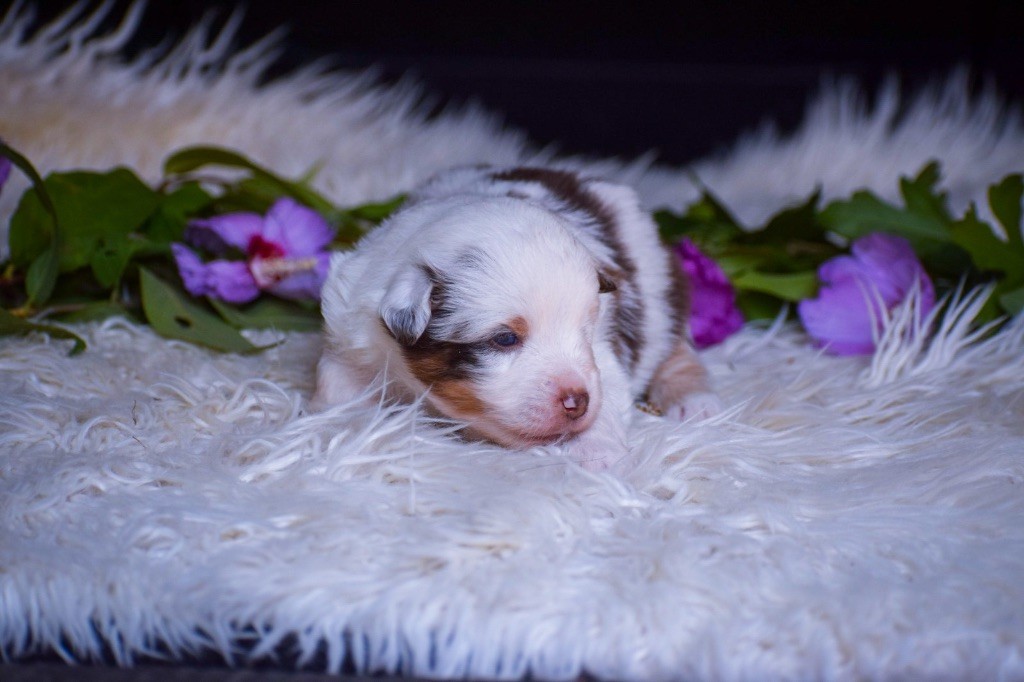 Pearls of Love - Chiots disponibles - Berger Américain Miniature 