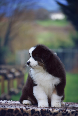 CHIOT 4