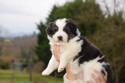 CHIOT 2