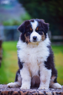 CHIOT 3
