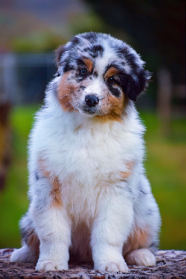 CHIOT 1