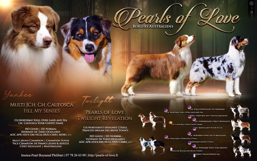 Pearls of Love - Berger Australien - Portée née le 25/09/2025