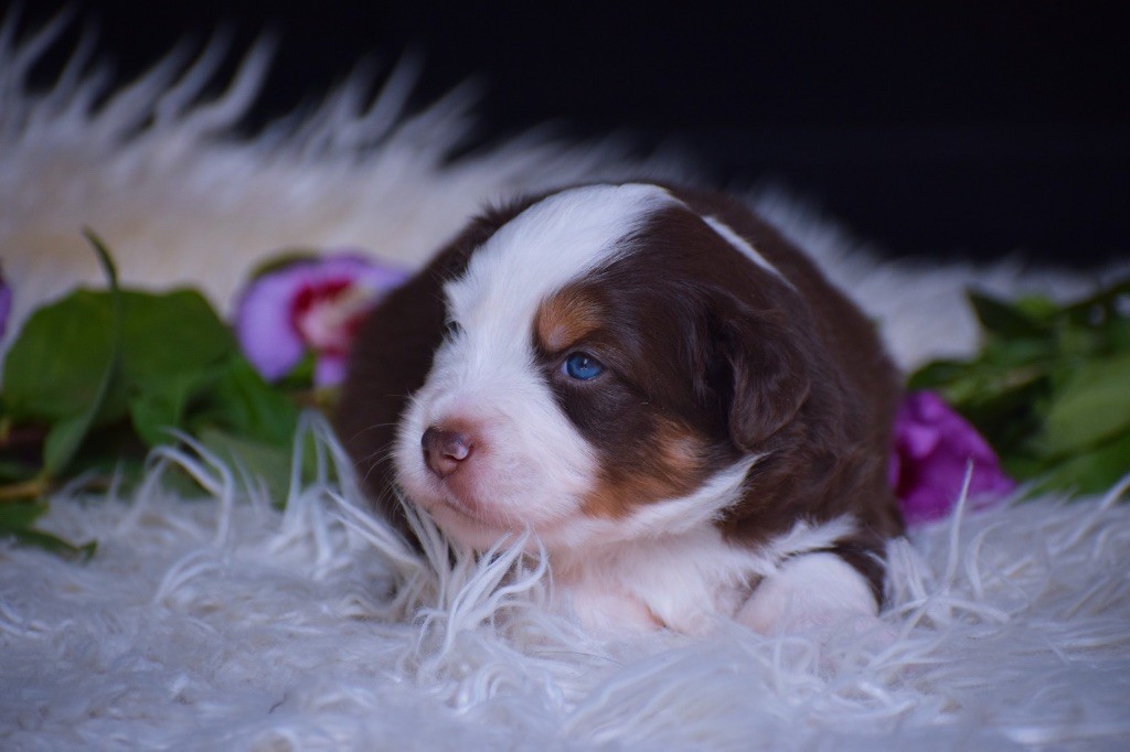 Pearls of Love - Chiots disponibles - Berger Américain Miniature 