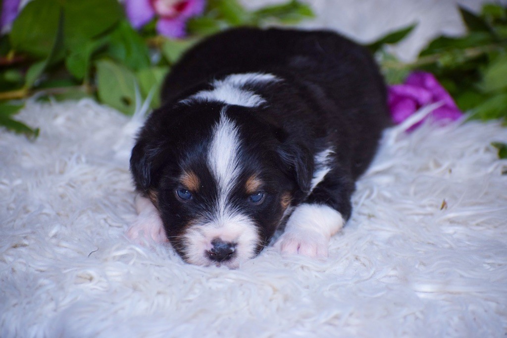 Pearls of Love - Chiots disponibles - Berger Américain Miniature 